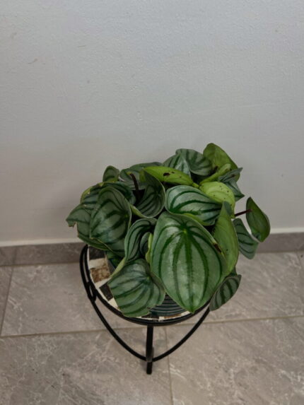 Peperomia ‘Watermelon’