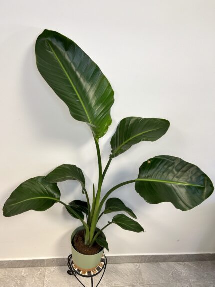 Strelitzia Nicolai