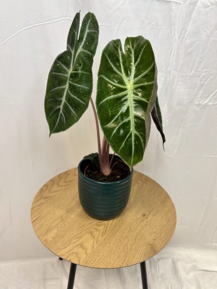 Alocasia Pink Dragon