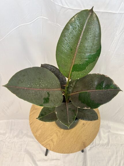 Ficus elastica ‘Pink Camouflage’