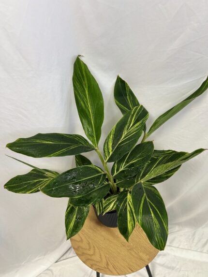 Alpinia zerumbet ‘Variegata’