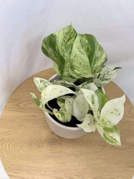 Epipremnum Happy Leaf