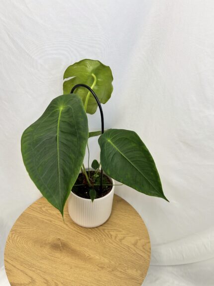 Anthurium peltigerum