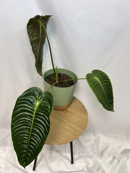 Anthurium veitchii