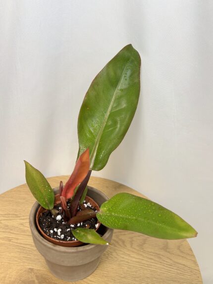 Philodendron Prince of Orange
