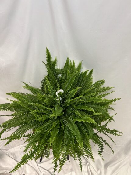 Nephrolepis exaltata Sonata XXL
