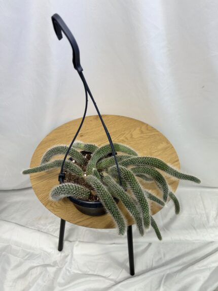 Hildewintera colademoninis (Monkey Tail Cactus) Opičí chvost