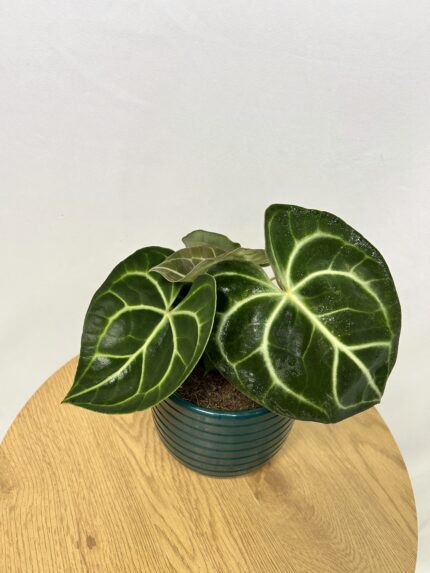 Anthurium Clarinervium