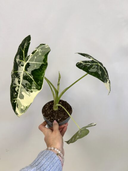 Alocasia Frydek variegata