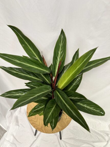 Stromanthe Sanguinea