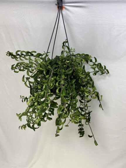 Aeschynanthus twister