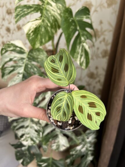Maranta leuconeura ‘Fantasy’ (baby)