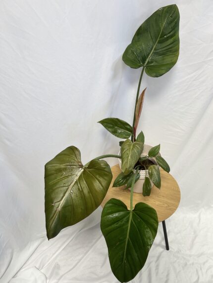 Philodendron Summer Glory