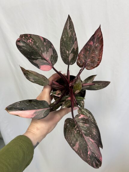 Philodendron Pink Princess Marble