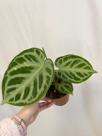 Anthurium Silver Blush
