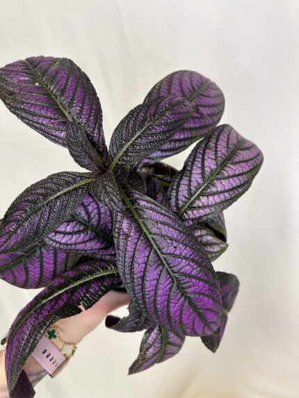 Strobilanthes dyeriana