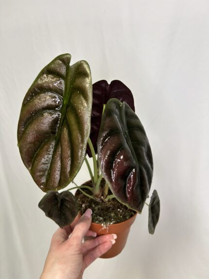 Alocasia ‘Red Secret’