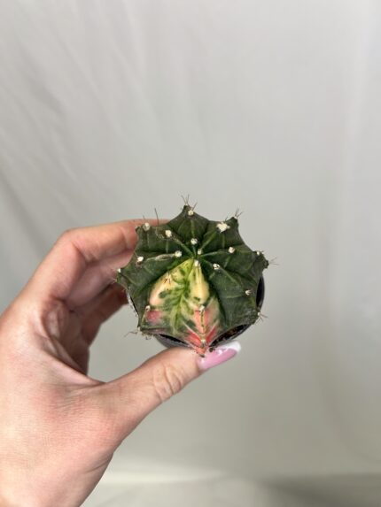 Gymnocalycium mihanovichii (Moon cactus“ alebo „Phoenix cactus)