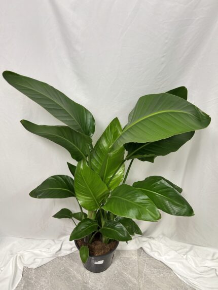Strelitzia alba