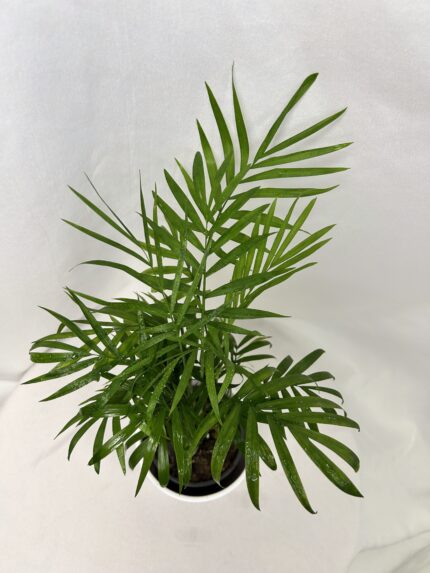 Chamaedorea elegans