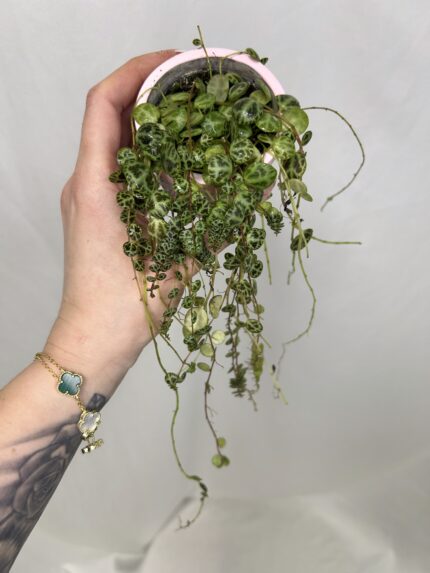 Peperomia prostrata