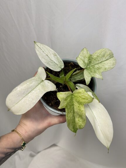 Philodendron Florida Ghost