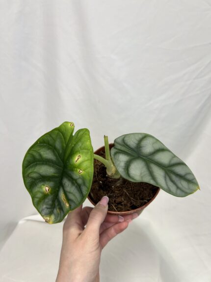 Alocasia Silver Dragon
