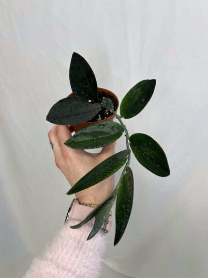 Scindapsus Treubii Dark Form (baby)
