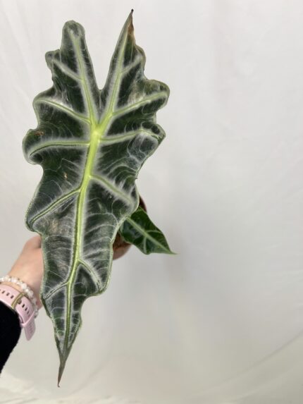 Alocasia Polly