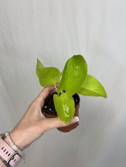 Epipremnum golden pothos (Epipremnum aureum) (baby)