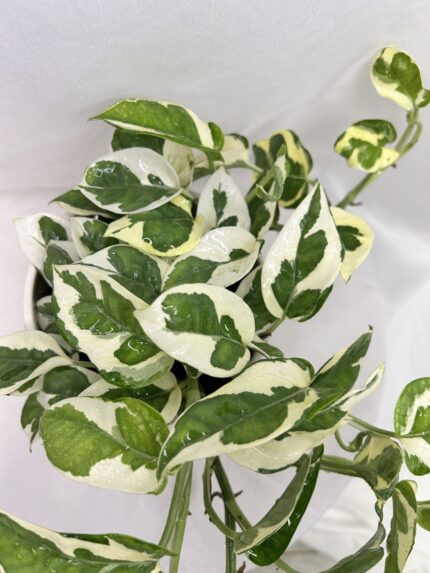 Epipremnum pinnatum ‘N’Joy’