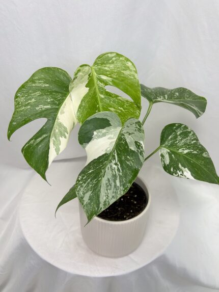 Monstera Deliciosa Albo variegata (30-35 cm)