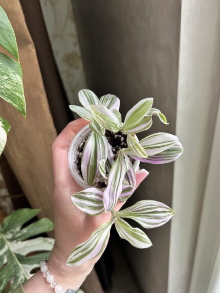 Tradescantia 'Unicorn'