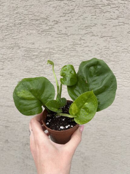 Epipremnum aureum ‘Global Green’ (baby)