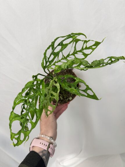 Monstera obliqua ‘Peru’