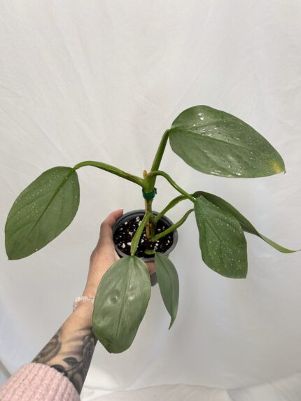 Philodendron Silver Queen