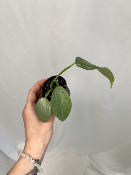 Philodendron Silver Queen