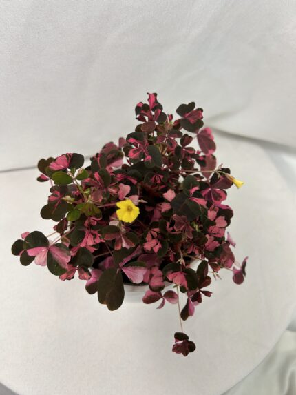 Oxalis ‘Plum Crazy’ pink