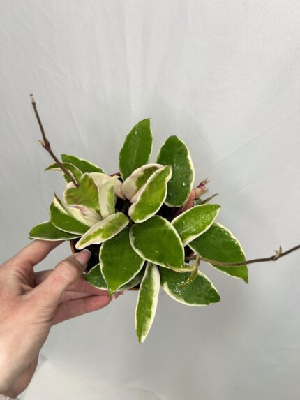 Hoya carnosa Krimson Queen