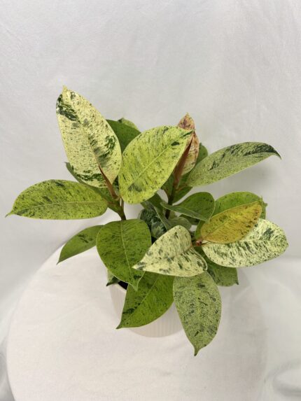 Ficus elastica ‘Shivereana’