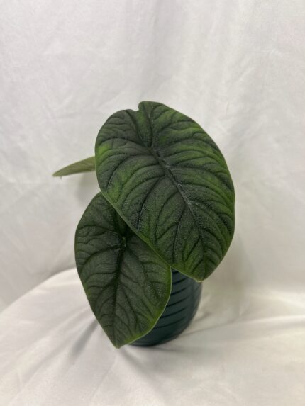 Alocasia melo