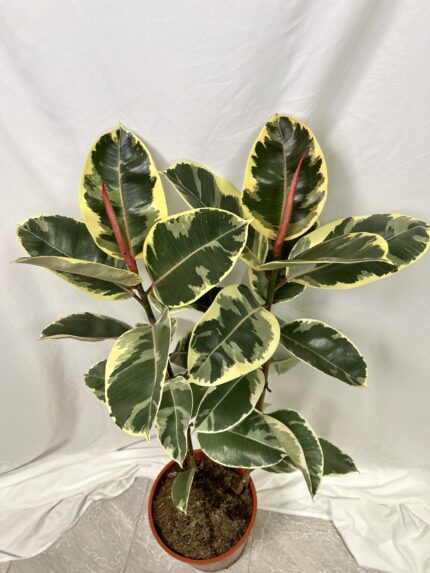 Ficus Elastica Tineke