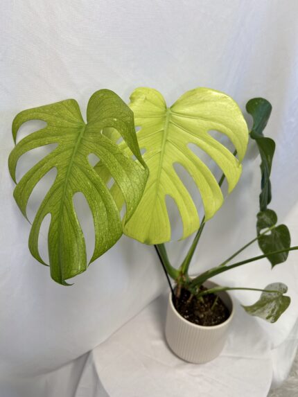 Monstera Deliciosa ‘Mint’