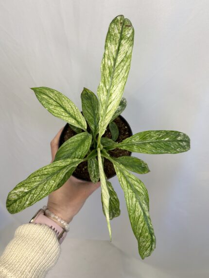 Spathiphyllum ‘Sensation Variegata‘ (Lopatkovec)