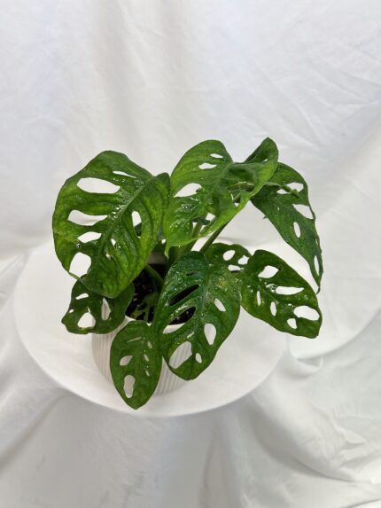 Monstera adansonii (Monkey Mask) menšia