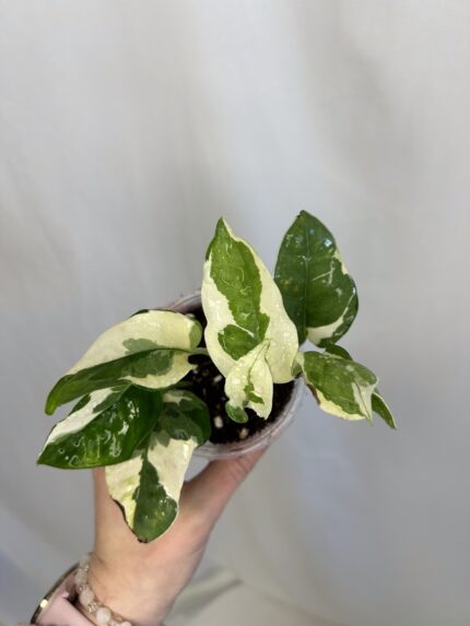 Epipremnum pinnatum ‘N’Joy’ (baby)