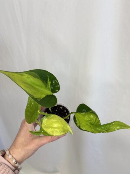 Philodendron scandens ‘Brasil’ (baby)