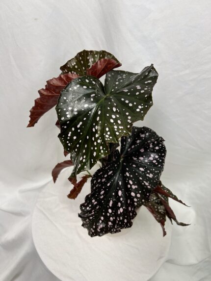 Begonia ‘Cracklin’ Rosie’
