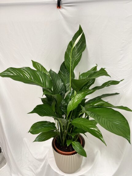 Lopatkovec (Spathiphyllum)