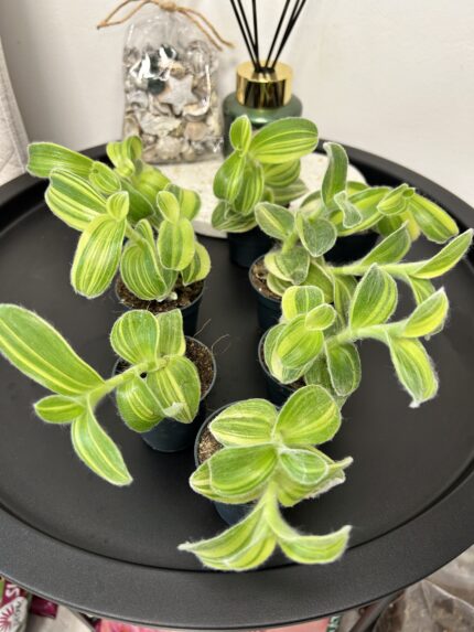 Tradescantia Sillamontana variegata (malá)